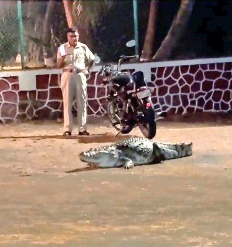 Crocodile Ghumta Dikhayi Diya Mumbai Ki Sadkon Par At Powai, Rescued By Forest Department
