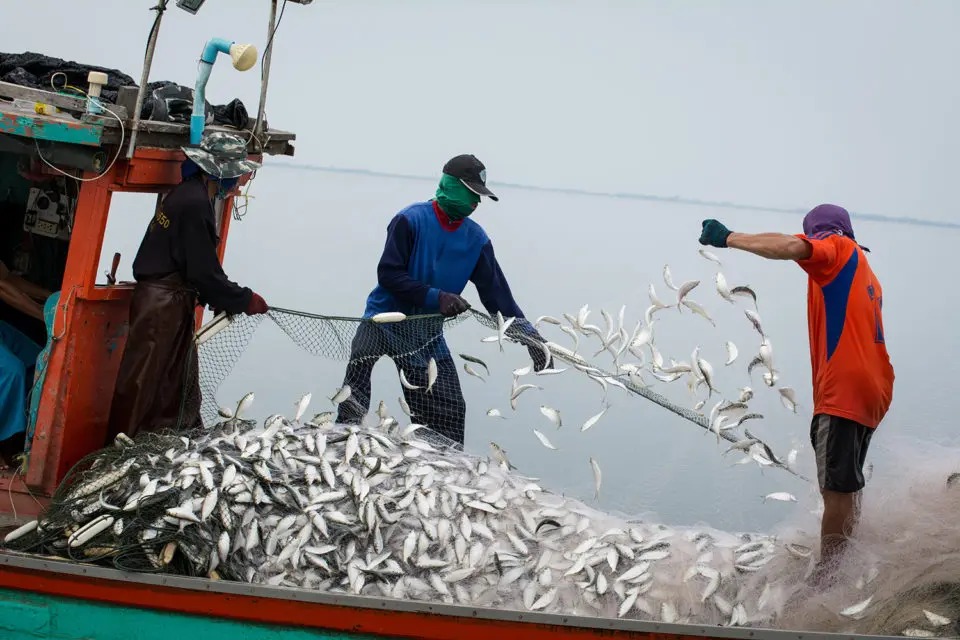 Fisheries Sector Ko Agriculture Status Diya Maharashtra Sarkar Ne, Koli Samaj Ko Hoga Fayda