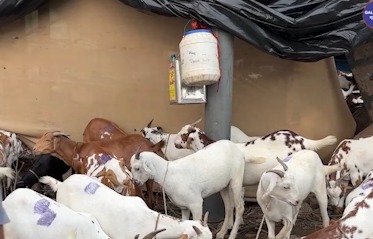 Deonar Mein Bakrid Ke Liye Online Permission Service Shuru, BMC Ki Tayyari Shuru