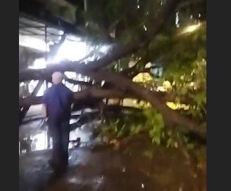 Tree Fall at Borivali East, Carter Road No 3, Near Ambaji Temple, Triveni Sadan Building