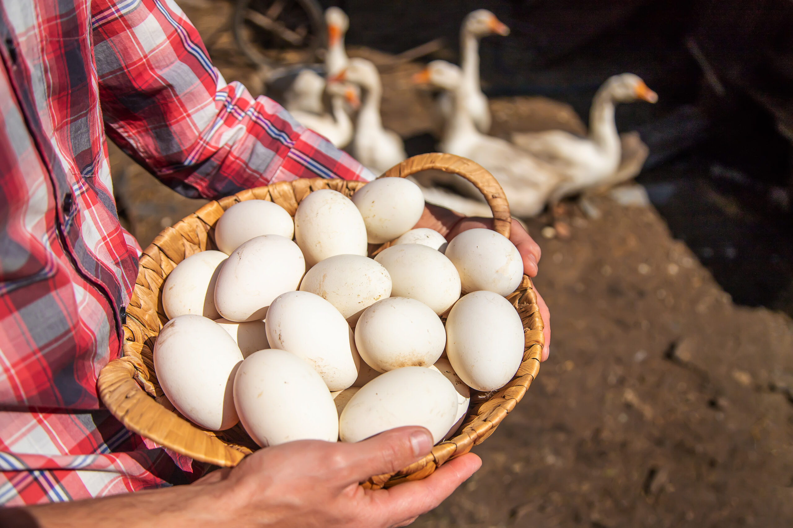Maharashtra Mein Ande Ka Price Asman Pe, Monsoon Aur Demand Ne Badhaya Crisis