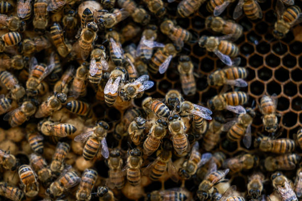 Honey Bee Attack Se 3 Navjawan Injured, Sanjay Gandhi National Park Ke Yeoor Hill Par Trekking Karne Gaye They