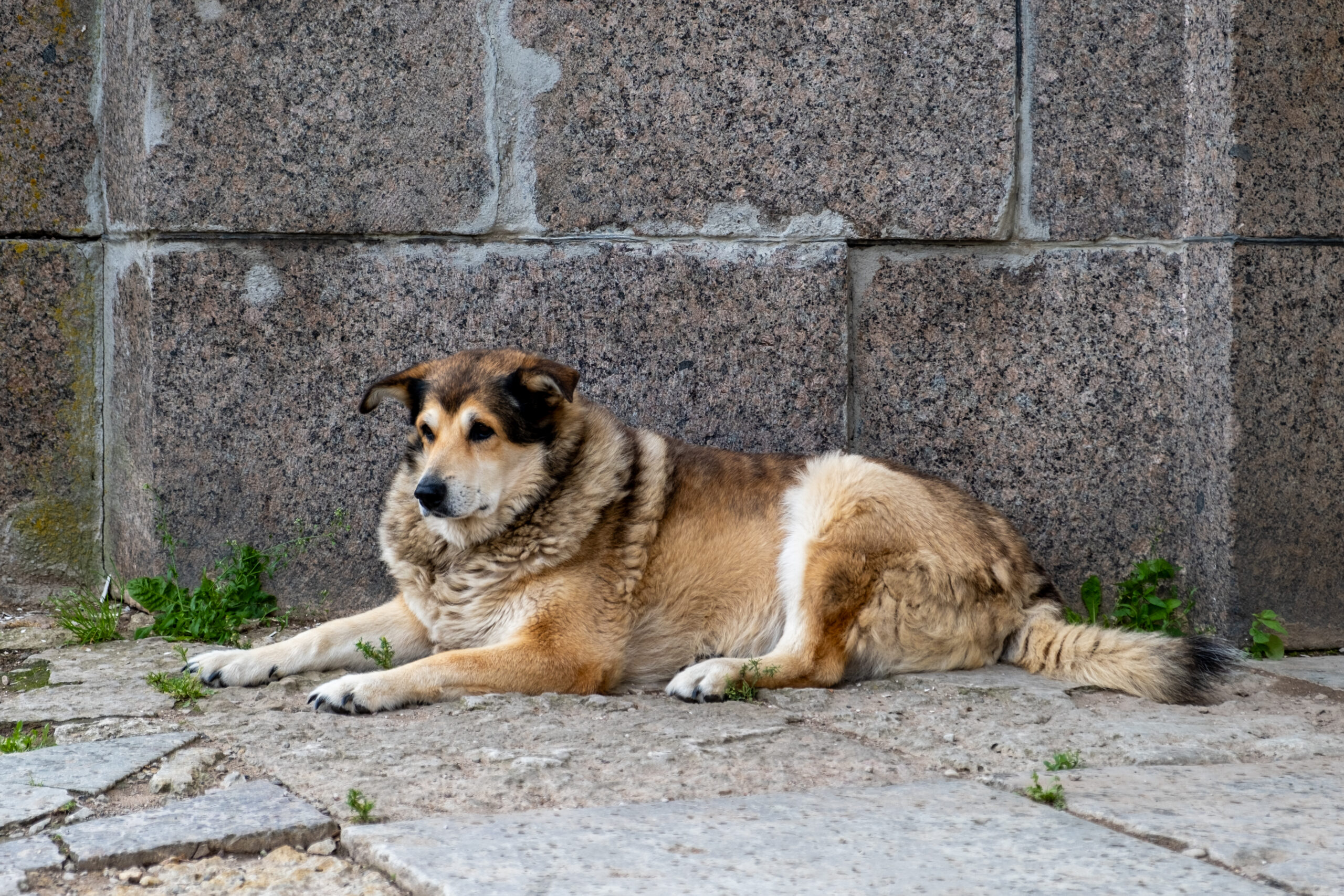Mumbai Mein Pet Owners Aur Stray Animals Ke Liye BMC Ke New Guidelines Jari