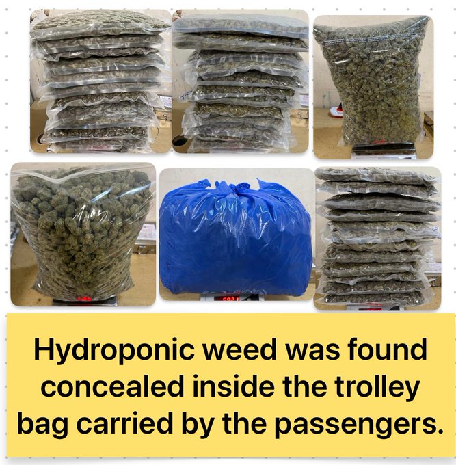 Mumbai Airport Par 33 Crore ka Hydroponic Ganja Seized, 8 Log Arrested