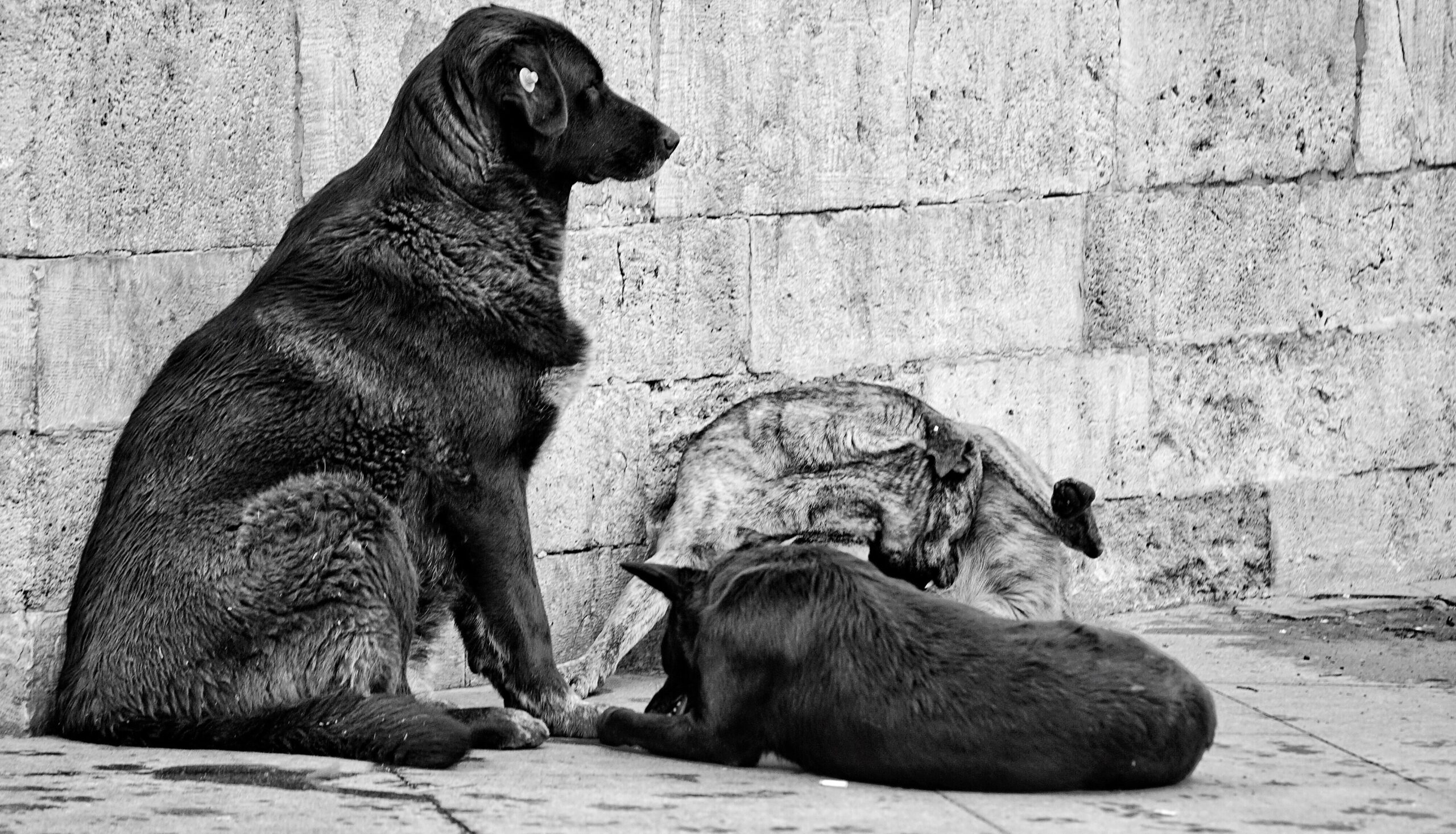 Supreme Court Ne Noida Woman Ko Kaha, ‘Ghar Mein Kyun Nahi Khilate Stray Dogs Ko?’