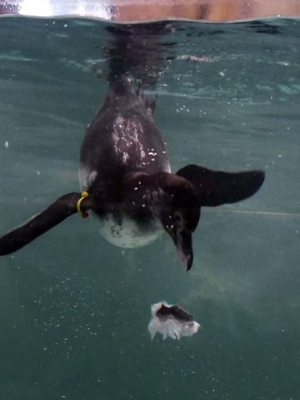 Byculla Zoo Mein Naya Aquarium aur Penguin Enclosure