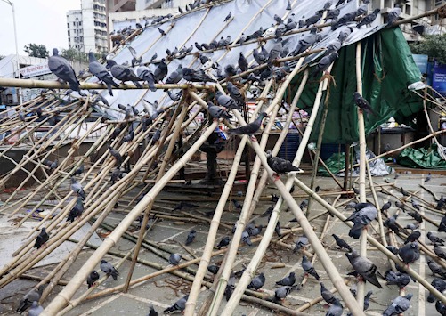 Dadar Kabutarkhana Fir Se Band kiya gaya, BMC Ne Lagaya Cover
