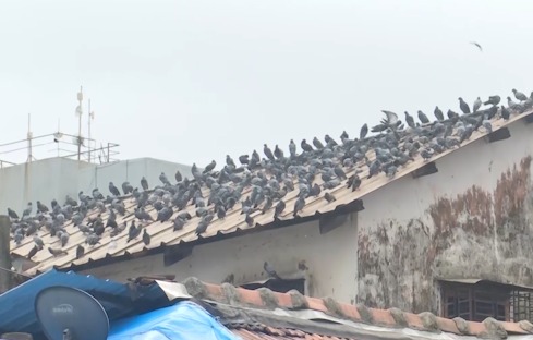 Kabutarkhana Par Marathi Ekikaran Samiti Ke Protest Ke Dauran Police Ne Kiya Hirasat Mein  Dadar Kabutarkhana mein pigeon feeding ban ke khilaf Marathi Ekikaran Samiti (MES) ke members ke protest ke dauraan police ne kai logon ko hirasat mein liya.   Yeh vivad Bombay High Court ke July 30 ke order ke baad shuru hua, jismein BMC ko kabutarkhanas mein pigeon feeding ke khilaf criminal cases darj karne ka directive diya gaya tha, citing serious health hazards jaise hypersensitivity pneumonitis aur asthma  BMC ne Dadar ke iconic kabutarkhana ko bamboo aur tarpaulin se cover kar diya, jisse Jain community aur animal lovers mein narazgi badh gayi.  MES members ne protest mein BMC ke cover ko hatane ki koshish ki aur pigeons ko daana daala, yeh kehkar ki yeh religious aur cultural practice hai. Police ne Shivaji Park station ke under, jo is area mein aata hai, protestors ko detain kiya  #Dadar, #Kabutarkhana, #MarathiEkikaranSamiti, #PigeonFeedingBan, #BombayHighCourt, #BMC, #HealthHazards, #HypersensitivityPneumonitis, #Asthma, #JainCommunity, #AnimalRights, #Protest, #ReligiousFreedom, #CulturalHeritage, #Thane, #ShivajiPark, #MumbaiNews, #MaharashtraNews, #LawAndOrder, #PublicHealth