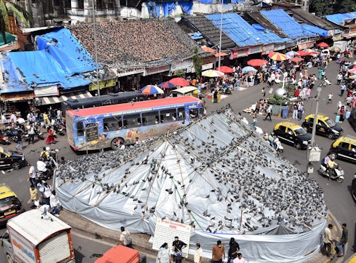 Dadar Kabutarkhana Mein Jain Community Aur Marathi Group Aamne Samne
