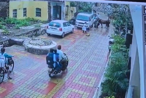Stray Cow Ne 2 Mahilaon Aur Bacchon Par Hamla Kiya