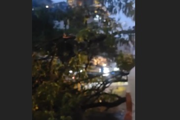 Tree fall at Bandra Linking Raod