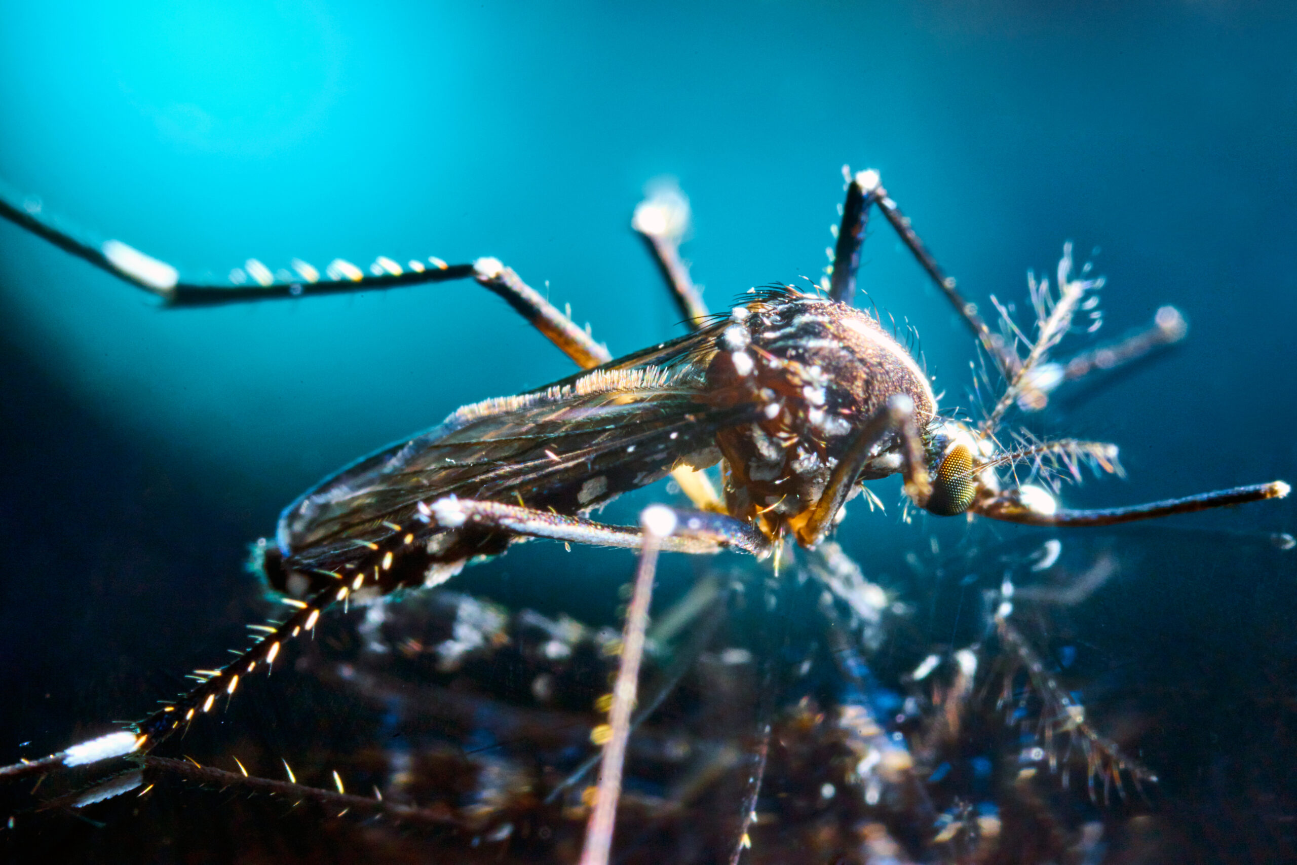 Mumbai Aur China Mein Chikungunya Ka Outbreak, Mumbai Mein Cases Mein 200% Ki Ucchaal, WHO Ne Jatayi Chinta