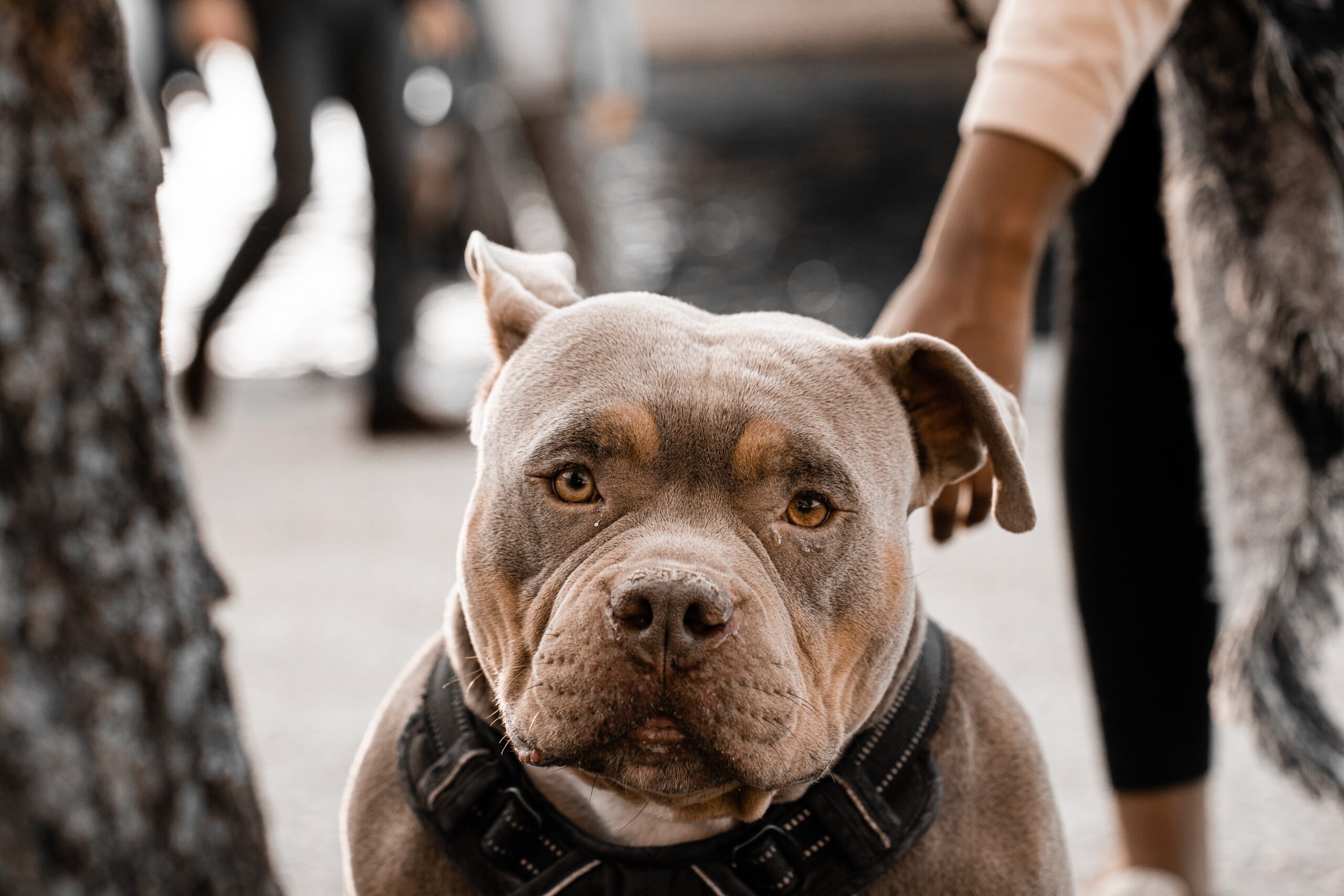 Navi Mumbai Mein Pit Bull Attack, 2 Logo Par Case Darj