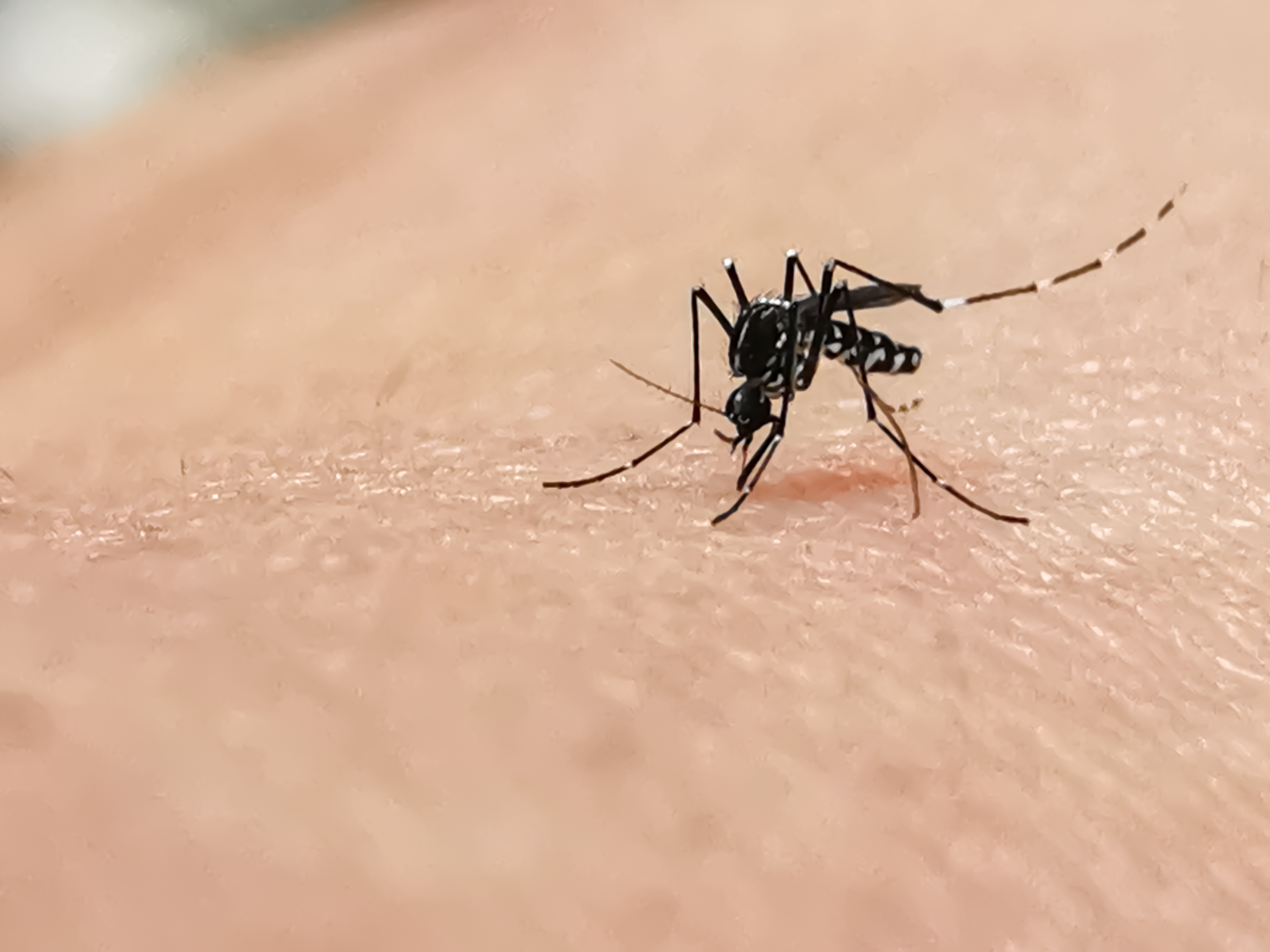 Malaria Aur Chikungunya Cases Mein Izafa, Dengue Aur Gastro Mein Kami