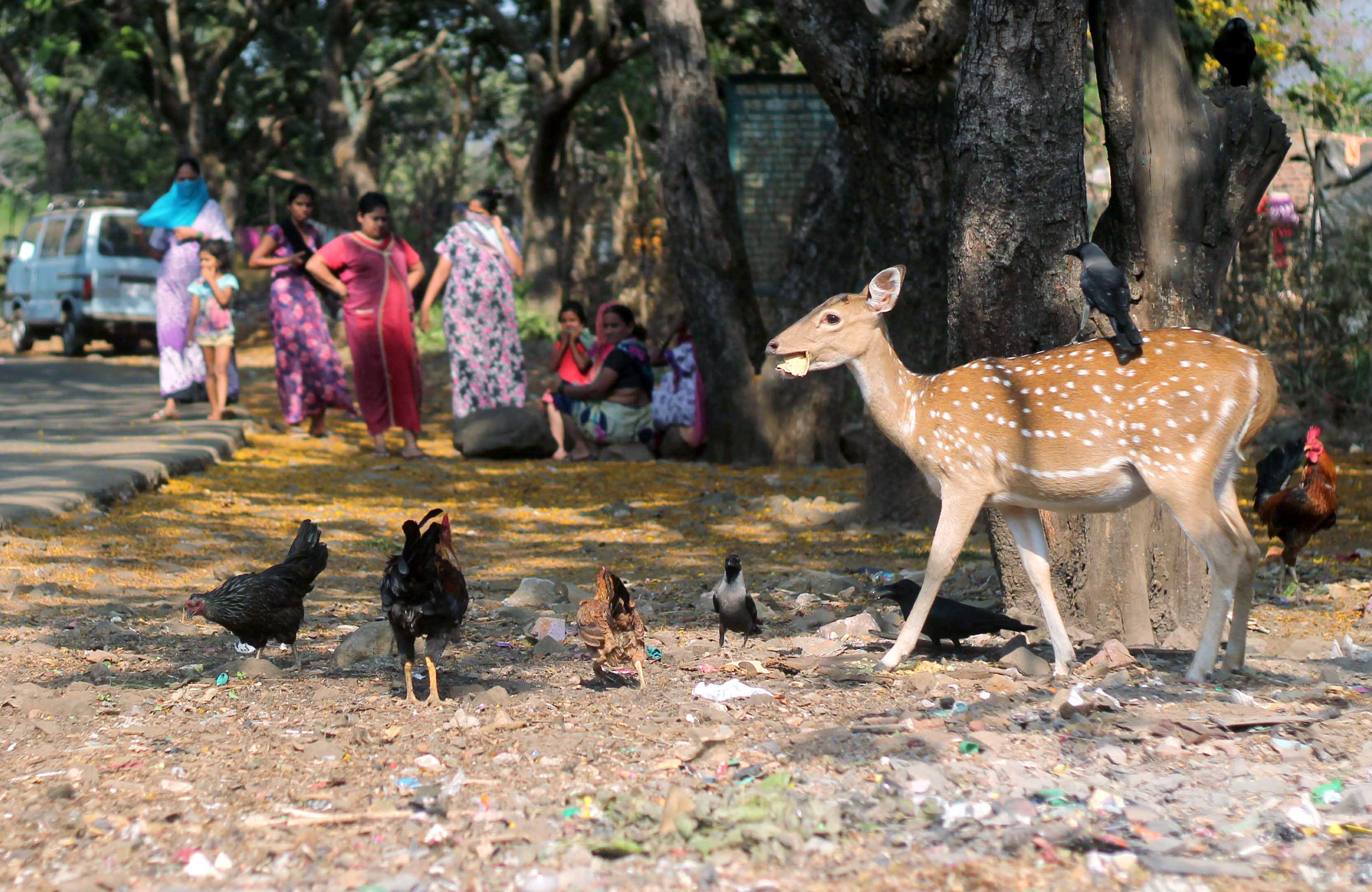 ‘Save SGNP’ Movement Online Pe Tez: Citizens, Activists Aur Adivasis Ne Sanjay Gandhi National Park Ke Liye Ekjut Ho Kar Ladai Shuru Ki!