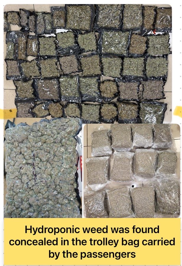 Mumbai Customs Ne Pakda 34.207 Kg Hydroponic Weed (₹34.207 Cr), 5 Passenger Arrest