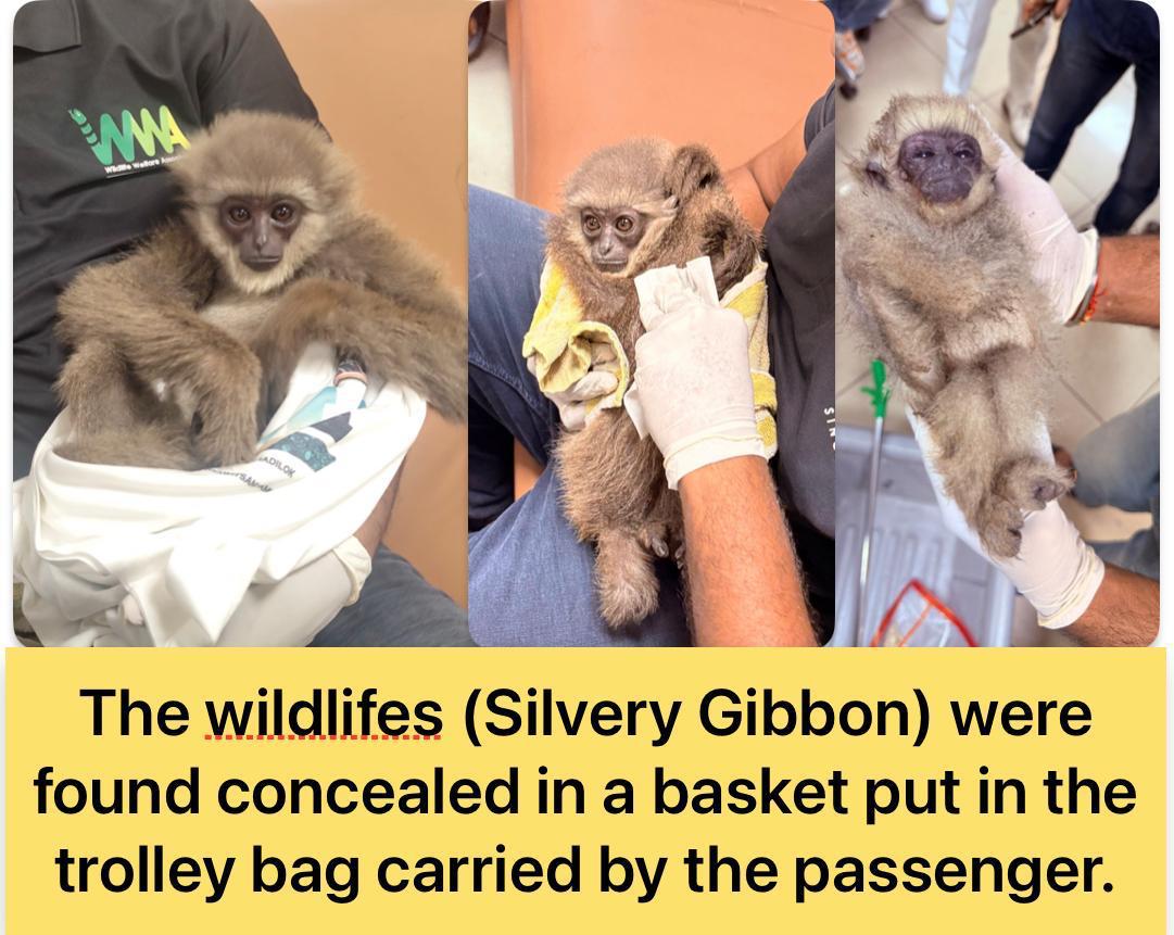 Mumbai Airport Pe Shocking Wildlife Smuggling – Tourist Ke Bag Mein Chhupa Mila Silvery Gibbon