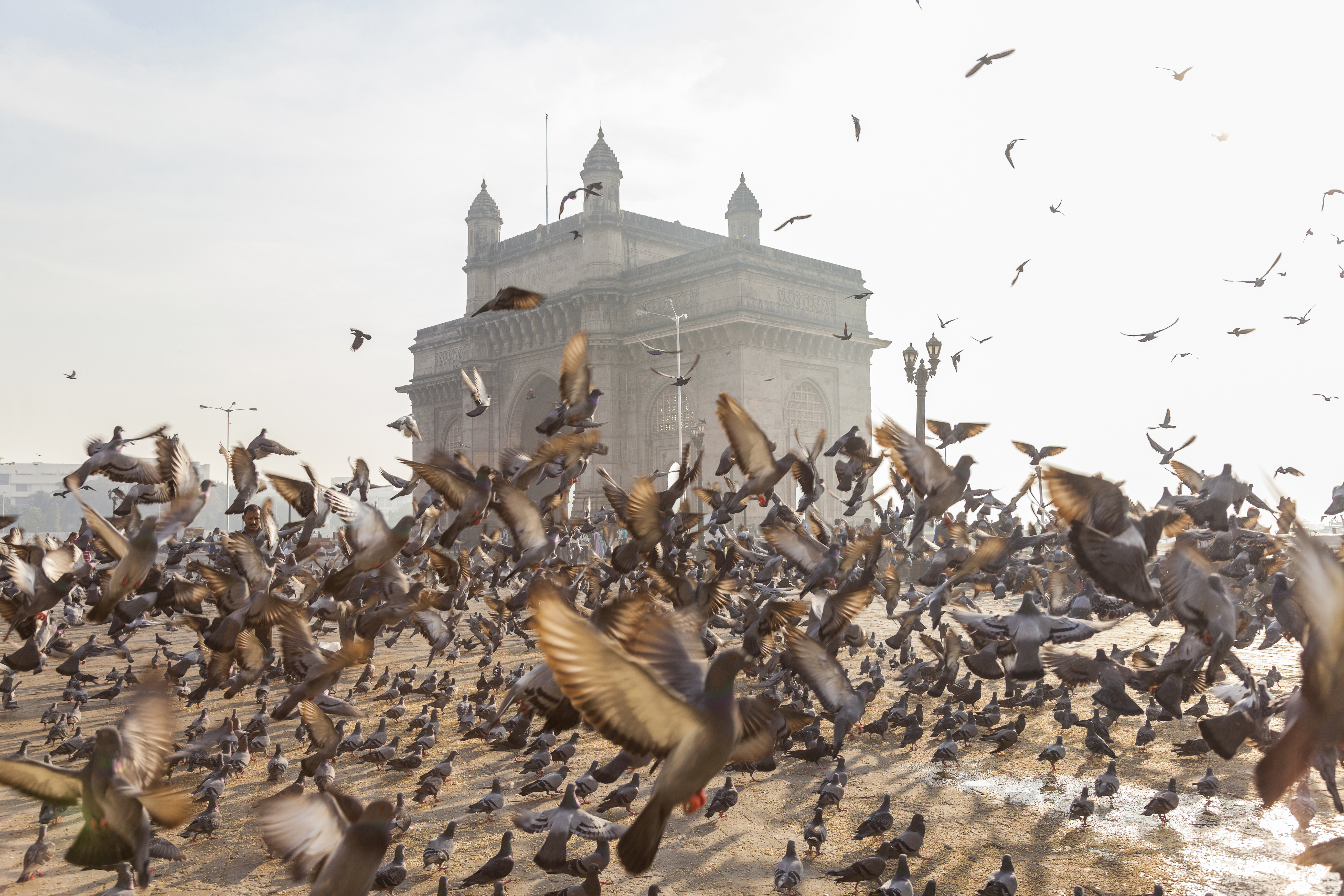 Kabutar Khana Ban Pe Bada Aandolan – Jain Monk Ne 3 November Se Azad Maidan Pe Anshan Ka Ailaan Kiya, BMC Commissioner Se Doosri Baar Baat Hui!