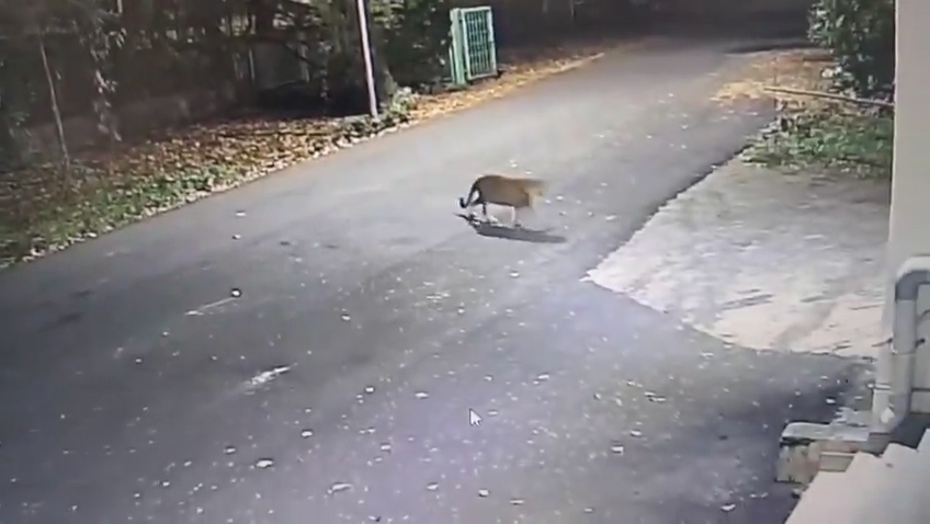 Mumbai ke IIT Campus me ek tendua (leopard) dekha gaya