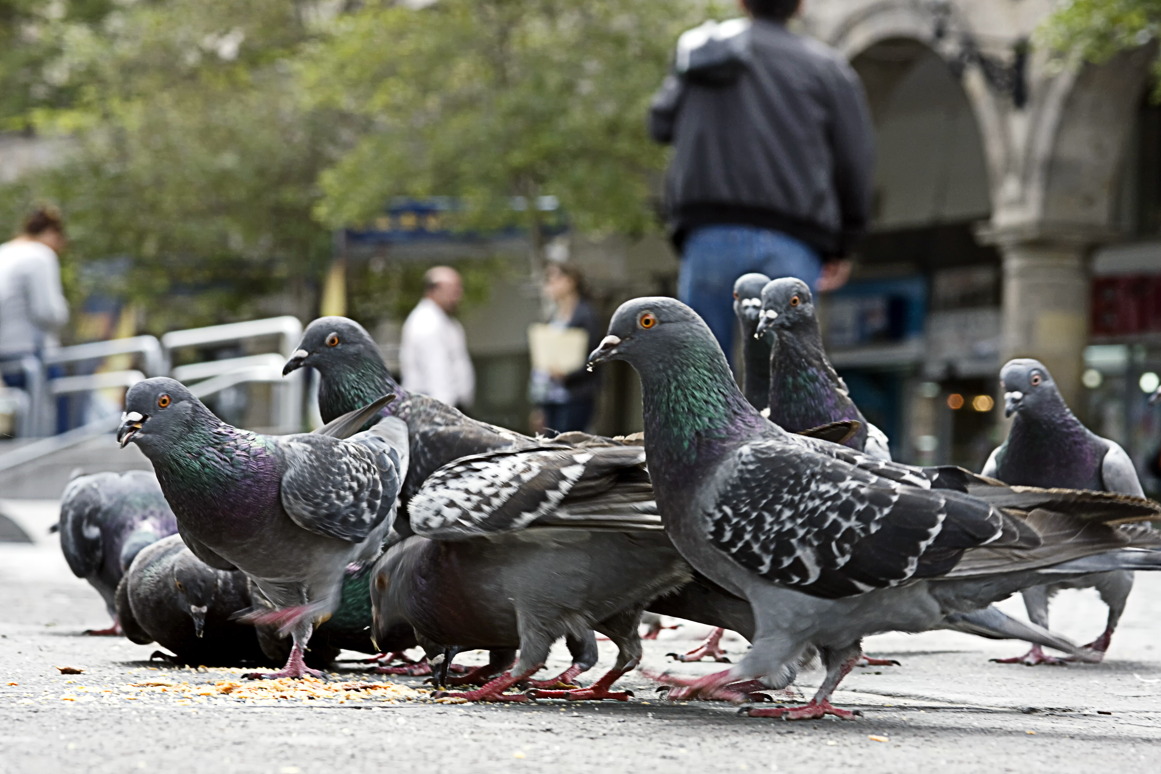 BMC Ne Mumbai Mein 4 Naye Pigeon Feeding Spots Chun Liye – Worli, Andheri, Airoli-Mulund Aur Gorai; Purane Kabutarkhanas Band Rahein gey, HC Order Tak!