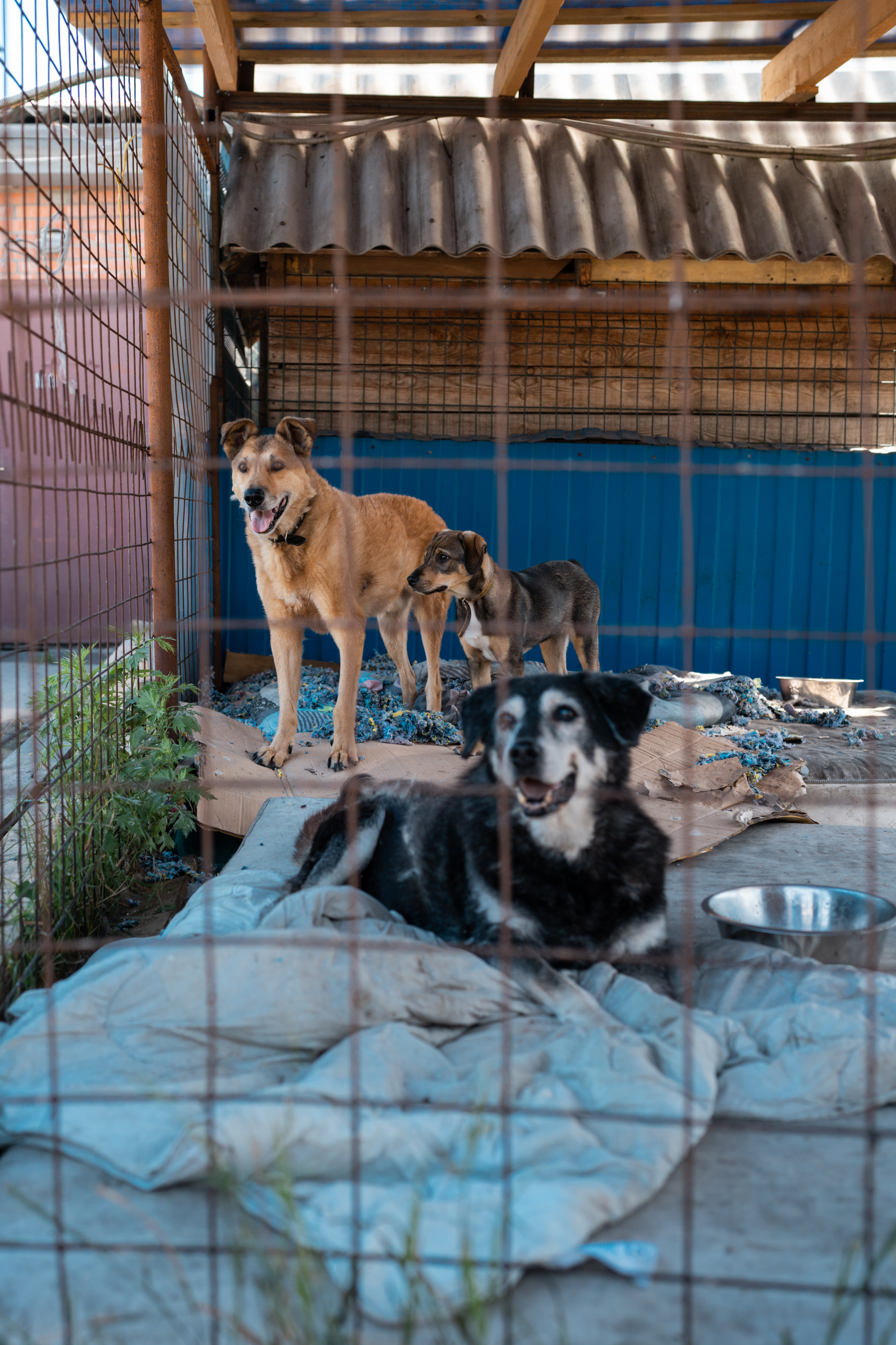 SC Ke Order Ke Baad NMMC Ne Lagayi New Guideline: “Feed Stray Dogs Only At Fixed Places & Time”