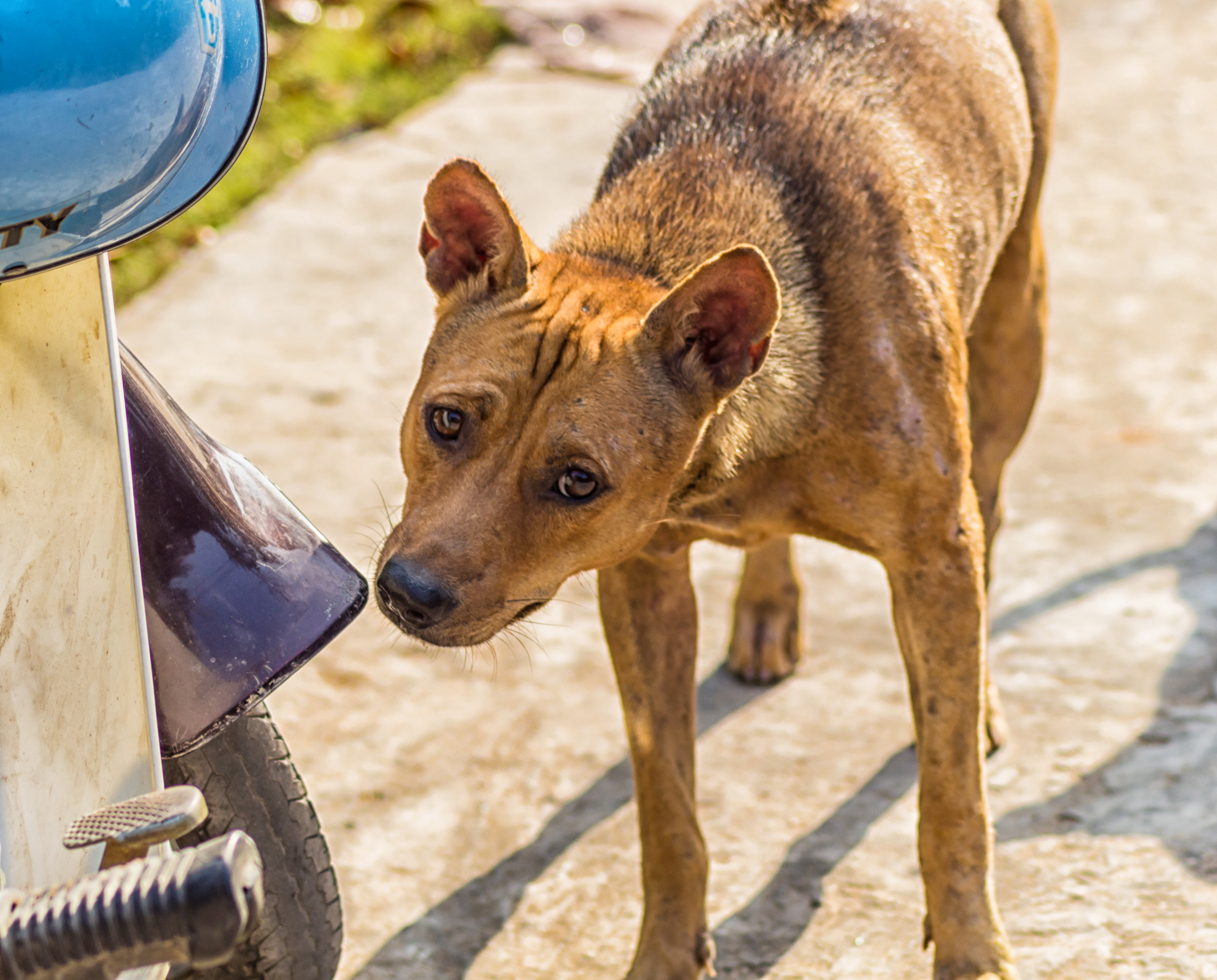 Maharashtra Sarkar Ne Stray Dogs Ke Liye Naya Rule Jaari Kiya