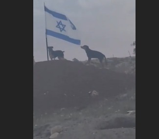 Palestine Ke Al-Maniya Area Ka Video Viral: Kutton Ne Israeli Flag Giraya.