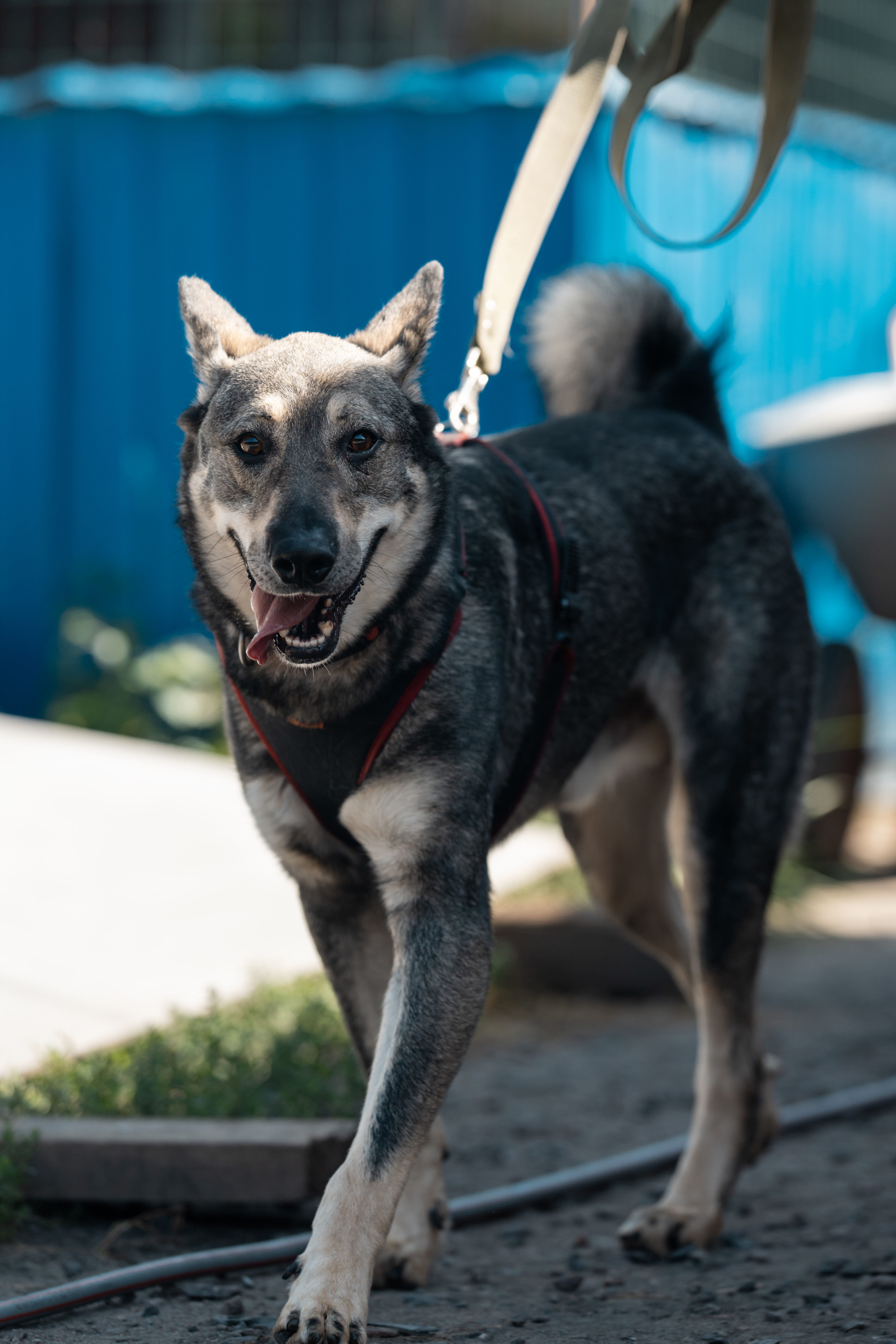 Bhiwandi Me 11 Mahino Me 10,140 Dog-Bite Cases — Sirf 39% Strays Ko Sterilise Kiya