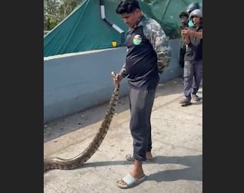 Bandra BKC ,Snake Rescued by wild life rescuer