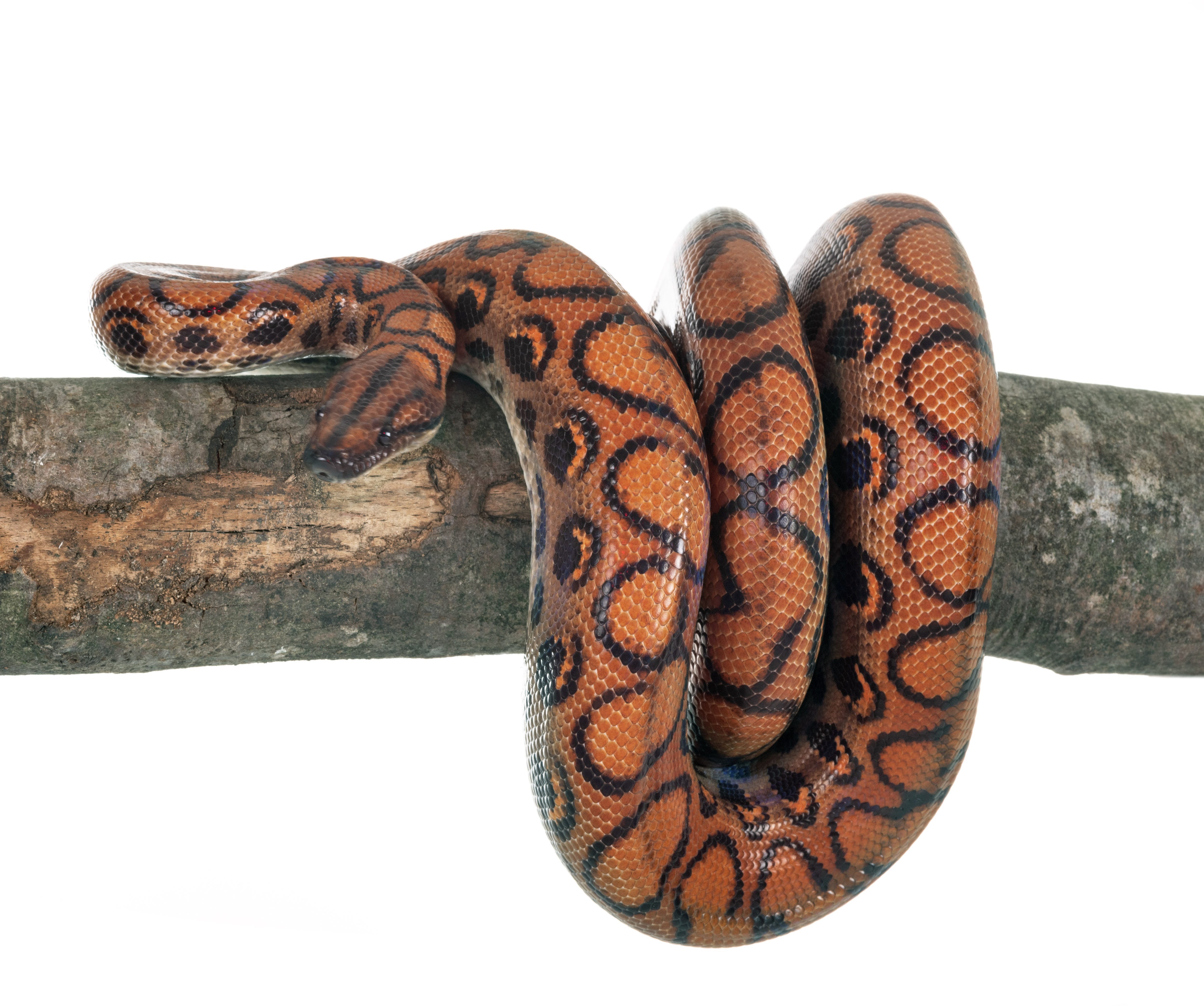 Red Sand Boa Snake Bechne Ki Koshish Mein 3 Arrest, Forest Dept Ka Trap Successful