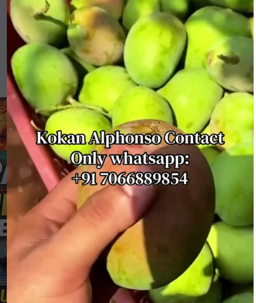 Premium Konkan Alphonso (Hapus)