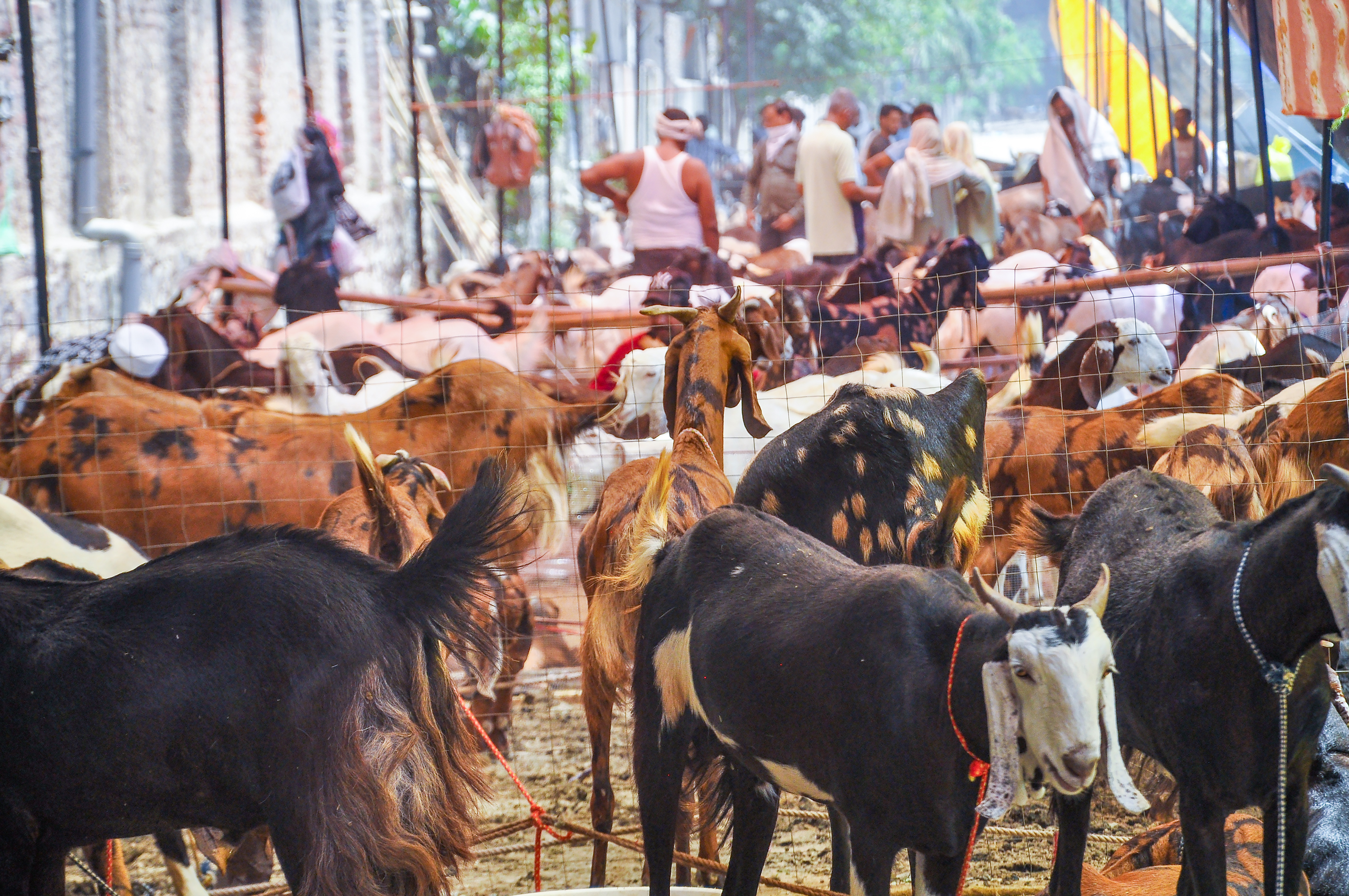 Bakri Eid Se Pehle Maharashtra Alert: Cow Smuggling Ke Khilaf Statewide Crackdown Shuru