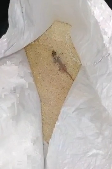 Govandi Chawal ki gooni me nikli Chipkali