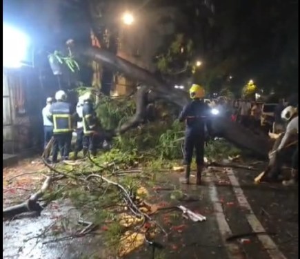 Tree Fall At Mazgaon Ashiana Building