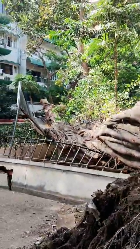 Tree Fall At Agripada