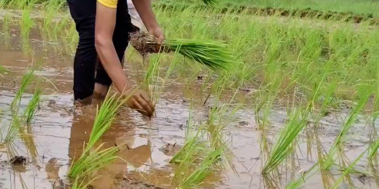 SINDHUDURG : सिंधुदुर्गात पावसाचे दमदार पुनरागमन; भात लावणीच्या कामांना वेग, शेतकरी सुखावला