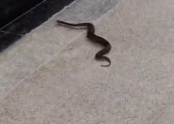 BKC Metro Station Ke Basement Mein Mila Zehreela Russell’s Viper Saanp, Safe Rescue Ka Video Viral