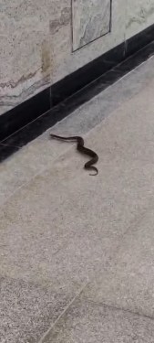 BKC Metro Station Ke Basement Mein Mila Zehreela Russell’s Viper Saanp, Safe Rescue Ka Video Viral