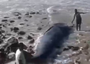 Bandra Bandstand Par Mili 26 Foot Lambi Baby Whale