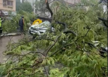 Tree Fall At Andheri East Marol Military Road