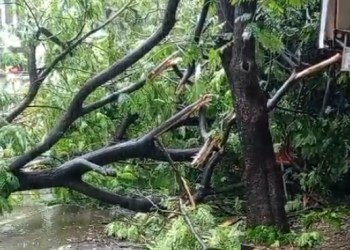 Tree Fall at VILE PARLE (east) near JAIN MANDIR signal