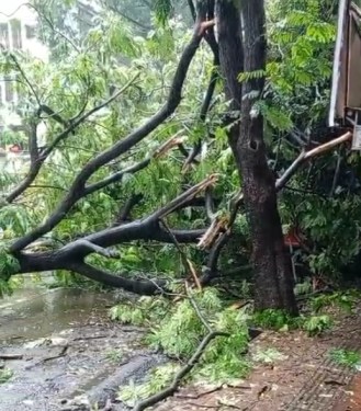 Tree Fall at VILE PARLE (east) near JAIN MANDIR signal