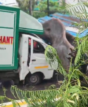 Tree Fall At Jogeshwari