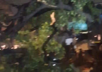 Tree Fall At Sewri X Road