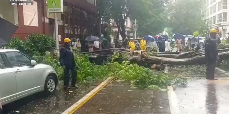 Tree Falls Near Taj Hotel Amid Heavy Mumbai Rains