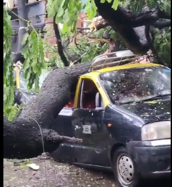 Tree Fall At Juhu