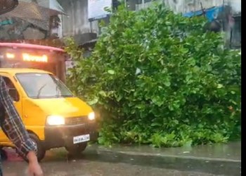 Tree Fall At Mumbra Opp Rashid Compound Petrol Pump