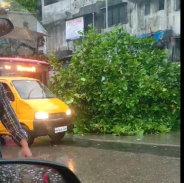 Tree Fall At Mumbra Opp Rashid Compound Petrol Pump