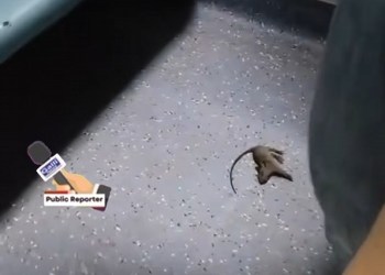 Nagpur