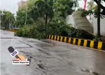 Tree Fall At Santacruz